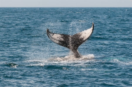 Sea ocean mammal california Photo