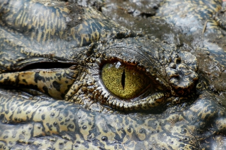 Foto Alam satwa margasatwa reptil