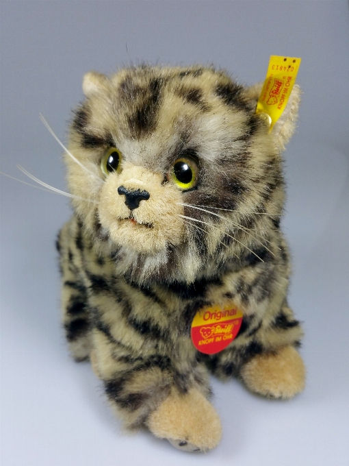 Kitten cat mammal teddy bear