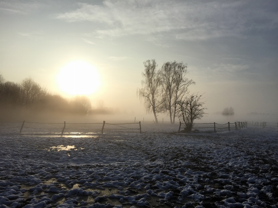 Paysage mer arbre nature