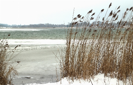 Nature grass marsh snow Photo