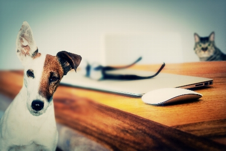 White dog animal pet Photo