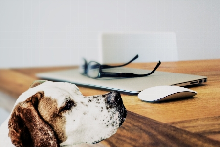 Foto Anjing satwa makanan teman