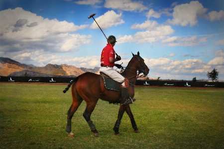 Mountain sky jumping equine Photo