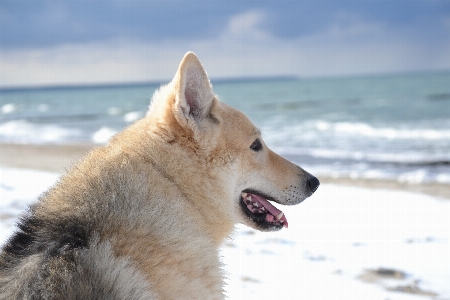 Foto Cane animale mammifero ibrido