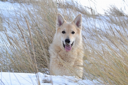 Beach winter dog animal Photo