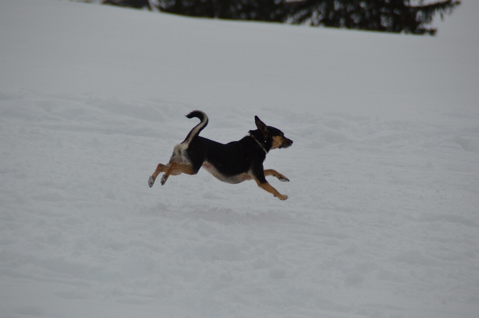 Snow winter dog jump