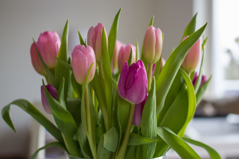 Naturaleza planta flor tulipán