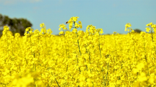 Plant field flower food Photo