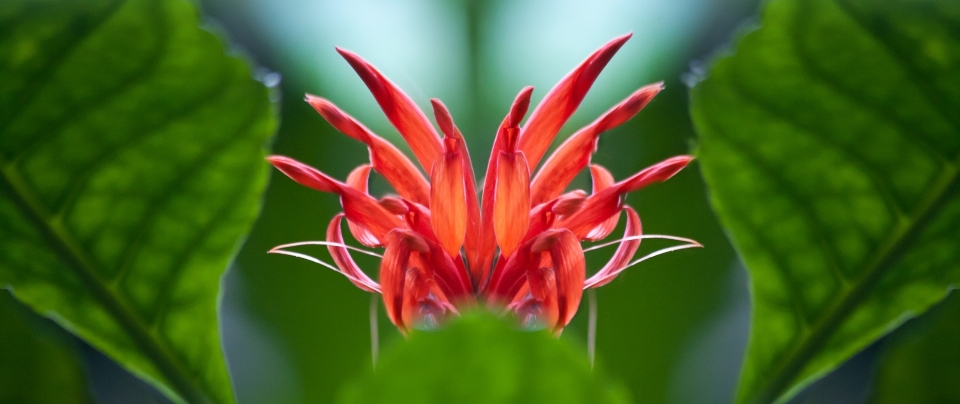 Natur blüte anlage blatt