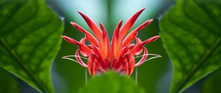 Nature blossom plant leaf Photo