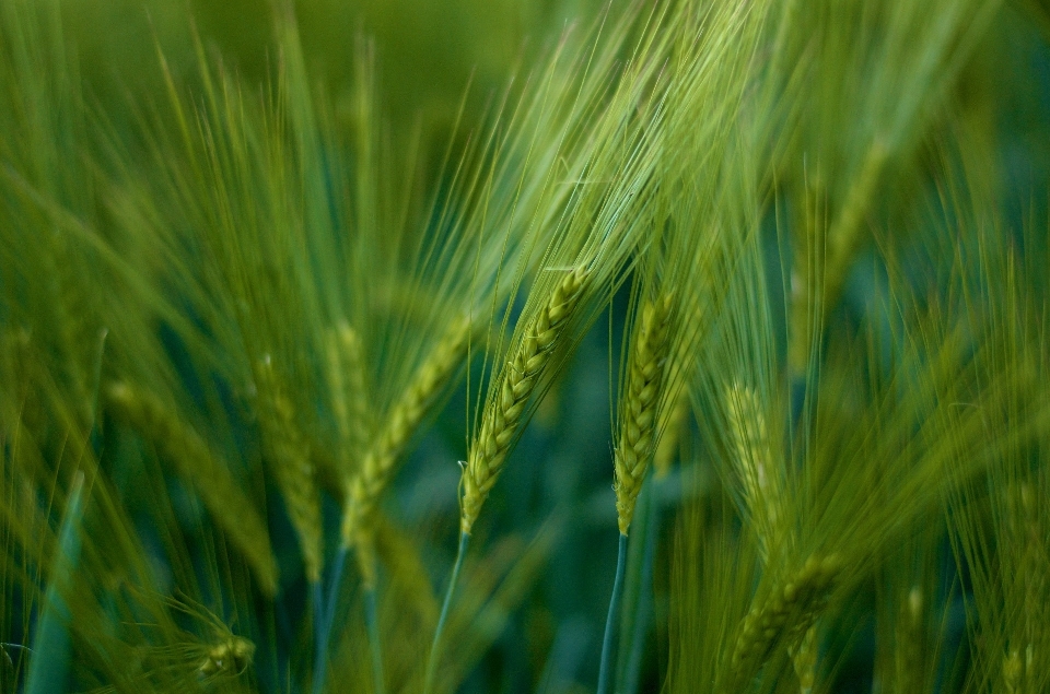 Erba pianta campo orzo