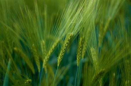 Grass plant field barley Photo