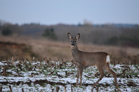 Nature prairie wildlife wild Photo