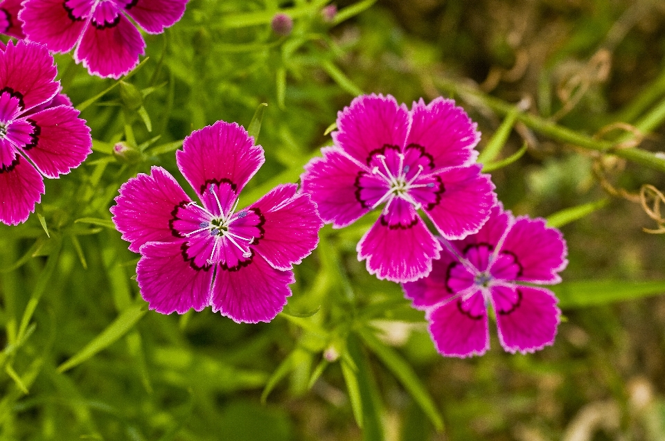 Nature blossom plant flower