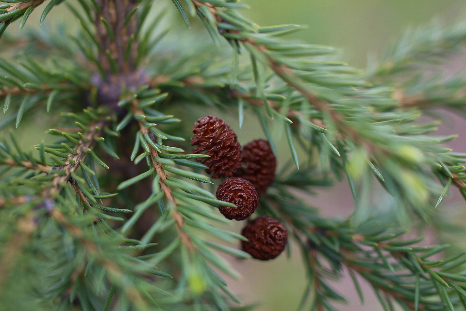 árbol rama planta flor