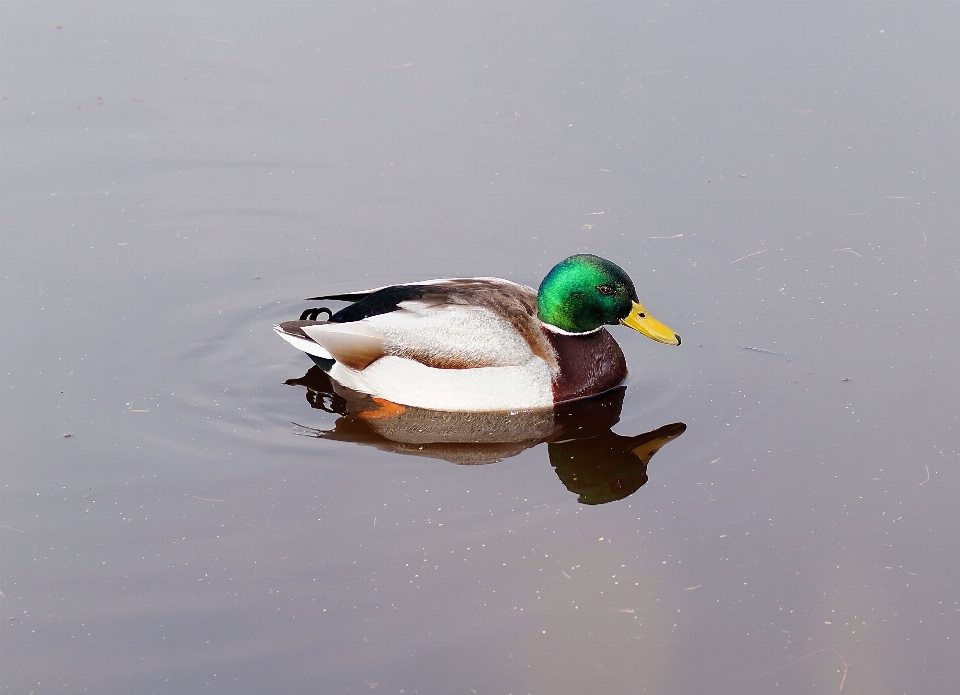 Agua pájaro ala animal