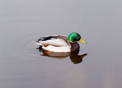 水 鳥 羽 動物 写真