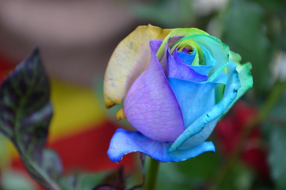 植物 写真撮影 葉 花