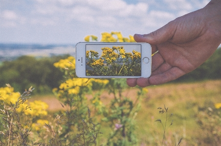 Iphone hand tree nature Photo