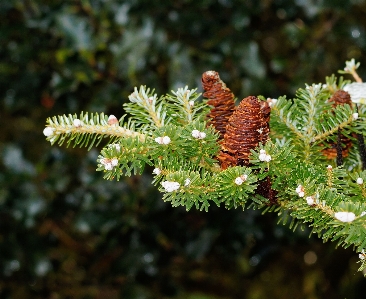 Tree branch winter plant Photo