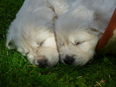 Puppy dog sleeping mammal Photo