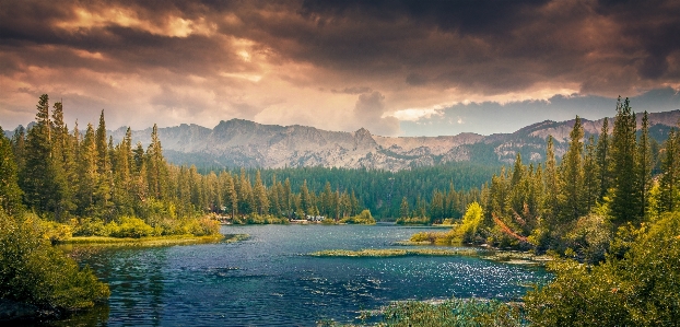 風景 木 自然 森 写真