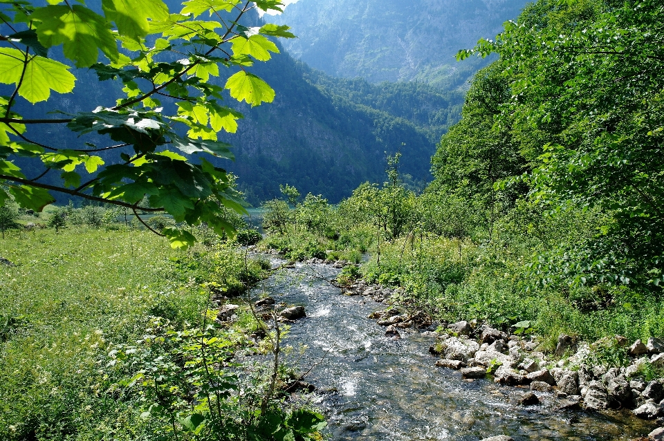 Paisagem árvore água natureza