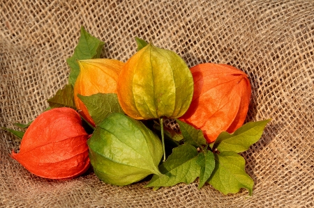 Plant fruit leaf flower Photo