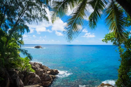 Beach sea coast tree Photo