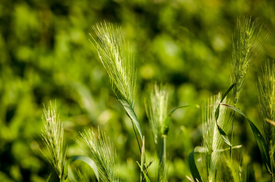 Nature grass dew plant