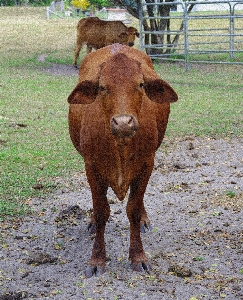 Foto Campo granja animal rural