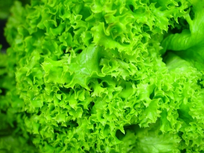 Plant food salad green Photo