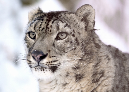 Photo Animal en regardant faune fourrure