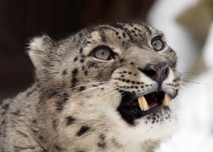 Animal wildlife fur portrait Photo