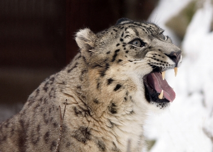 動物 野生動物 動物園 毛皮 写真