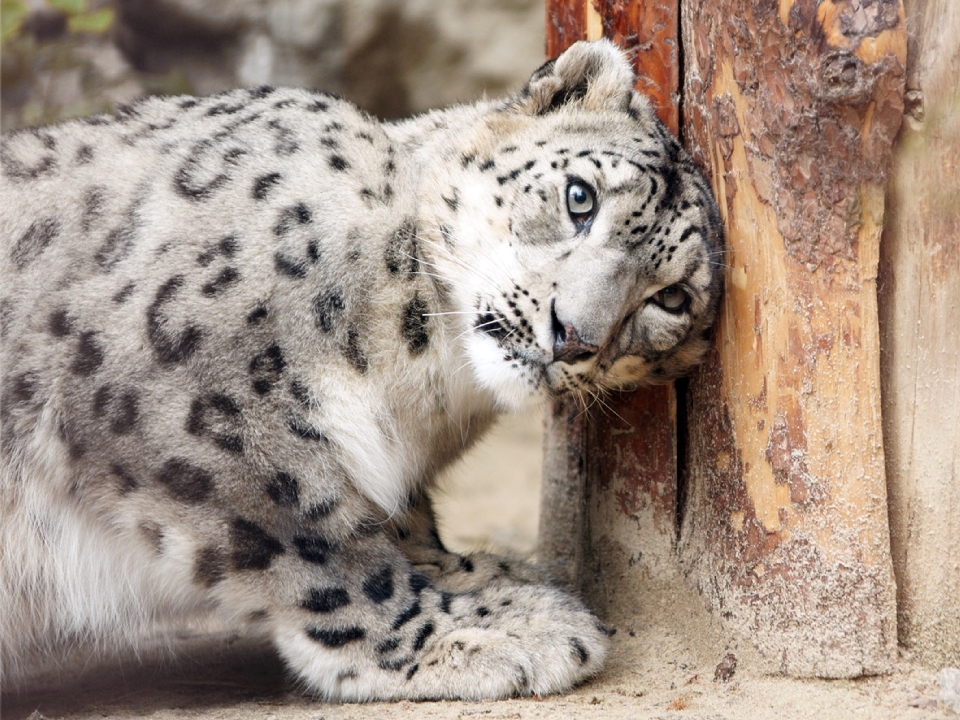 Boden tier suchen tierwelt