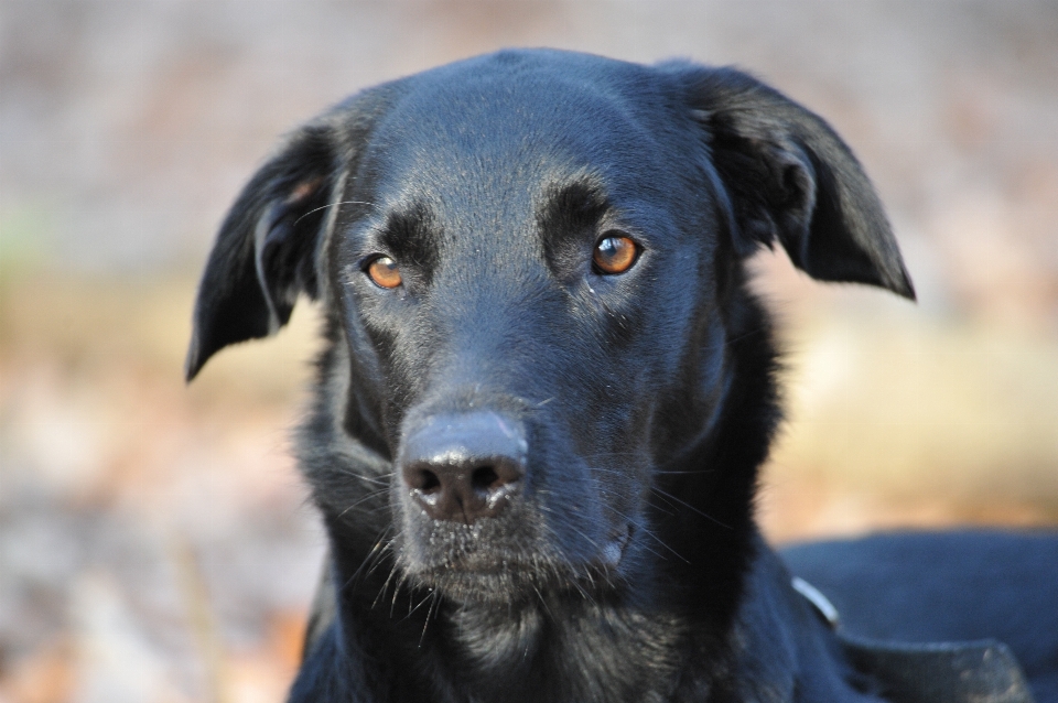 子犬 犬 動物 哺乳類