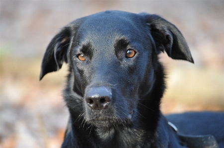 Foto Filhote de cachorro animal mamífero