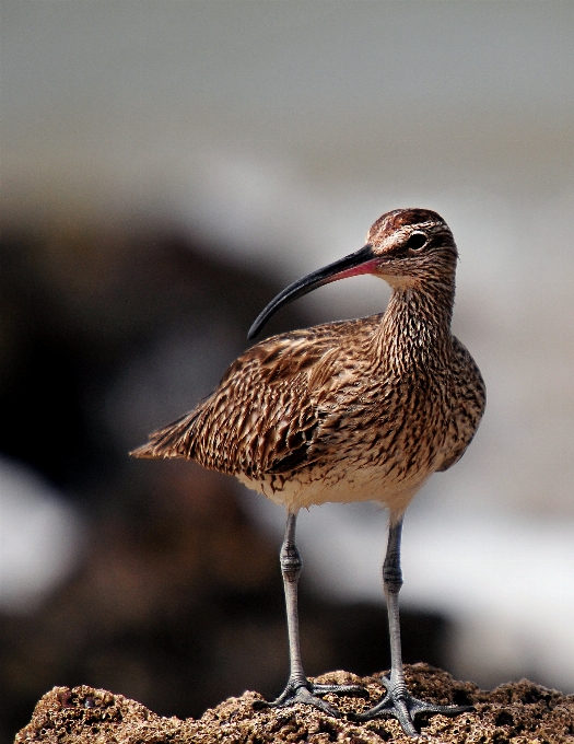 鳥 動物 野生動物 嘴