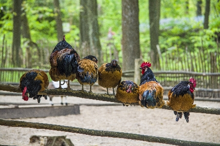 Natur vogel bauernhof tierwelt Foto