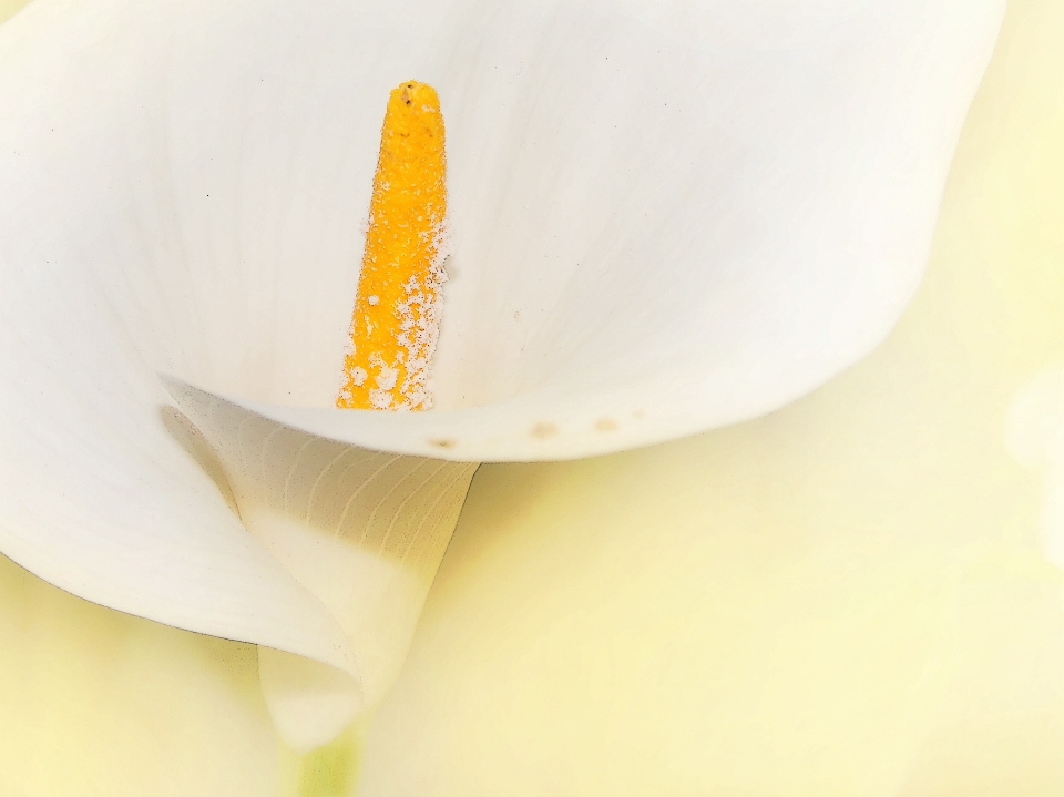 Hand nature blossom plant