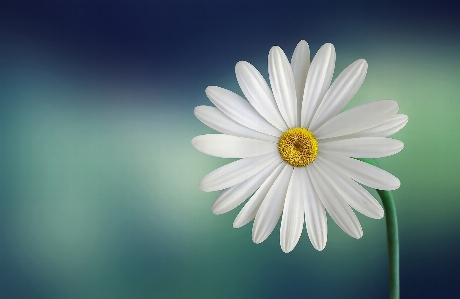 Foto Fiore bianco e nero
 pianta