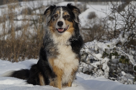 Foto Salju anjing collie
 peliharaan