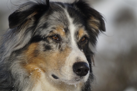 Foto Anjing collie
 peliharaan mamalia