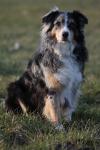 Foto Anjing collie
 peliharaan mamalia