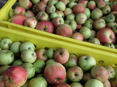 Apple anlage frucht essen Foto