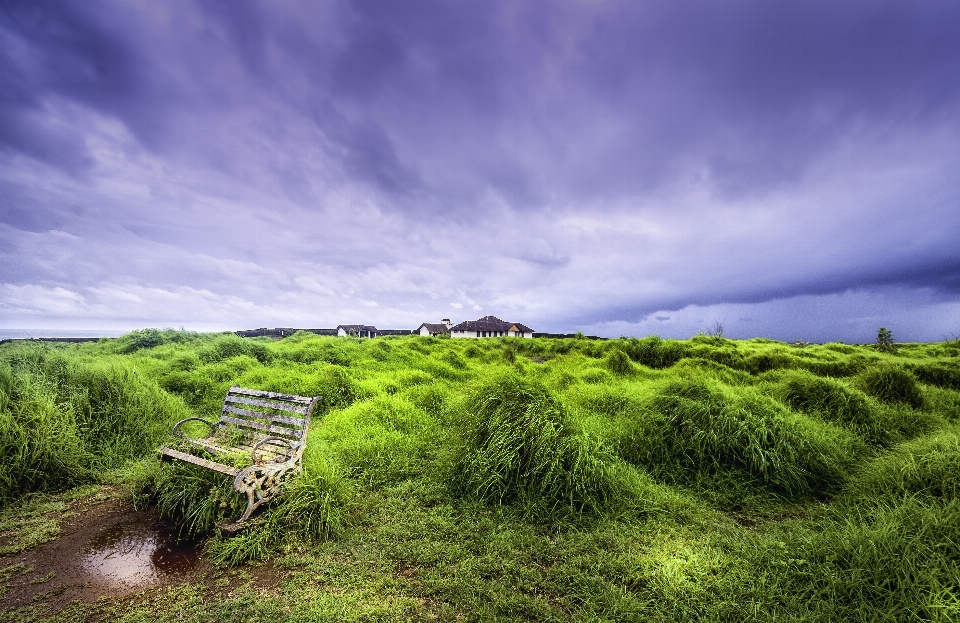 Landscape sea coast tree