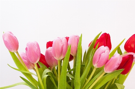 Nature blossom plant flower Photo