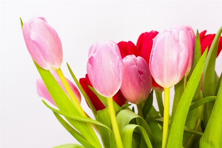 Nature blossom plant flower Photo